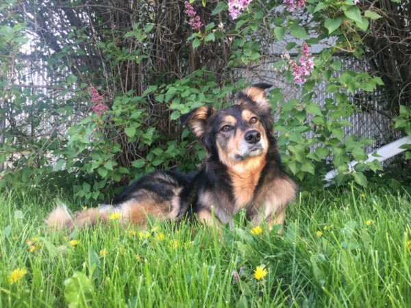Westlock Vet Center - Stray Dogs