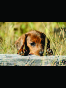 Westlock Vet Puppy