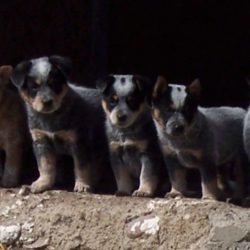 Puppies and Pet Vaccines Westlock Vet Center