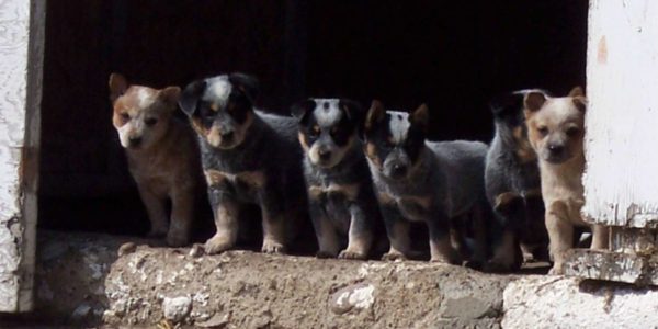 Puppies and Pet Vaccines Westlock Vet Center