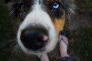 Australian Sheppard Westlock Vet Center