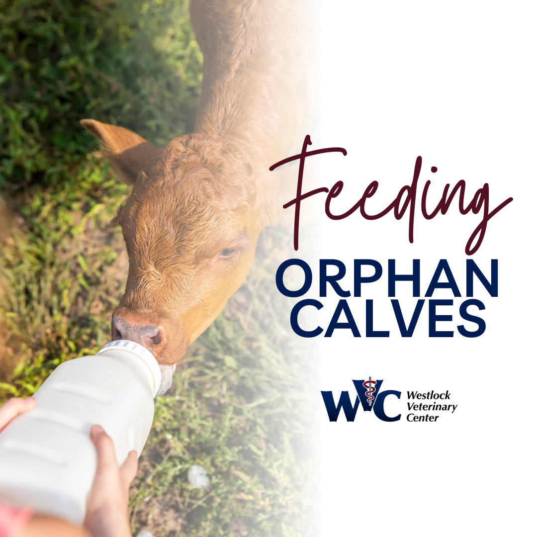 Feeding Orphan Calves