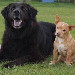 3rd place 5 city dogs who are now farm dogs Sprite,Miller,Carter,Rusty & Belle Alysha MacDonald