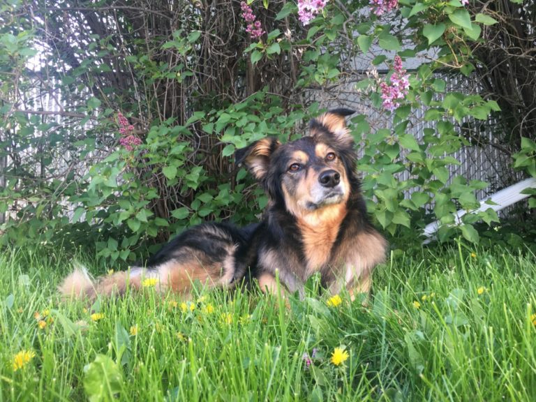 Westlock Vet Center - Stray Dogs