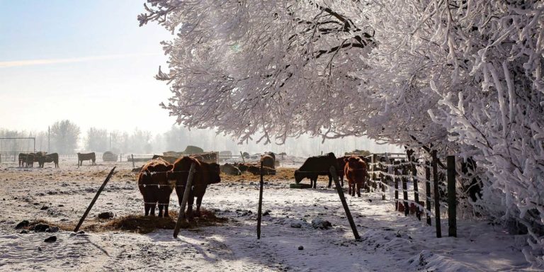 Hoar Frost - Cows