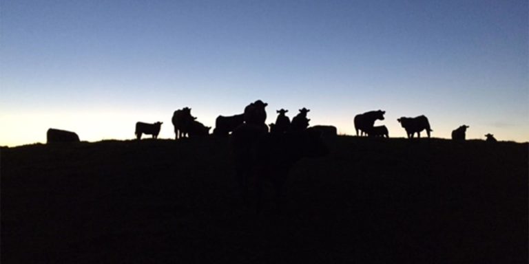 Cows and Sunset