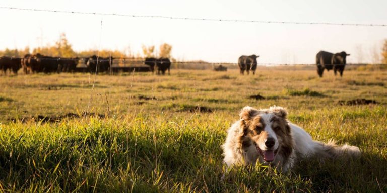 November is Senior Pet month at Westlock Vet Center